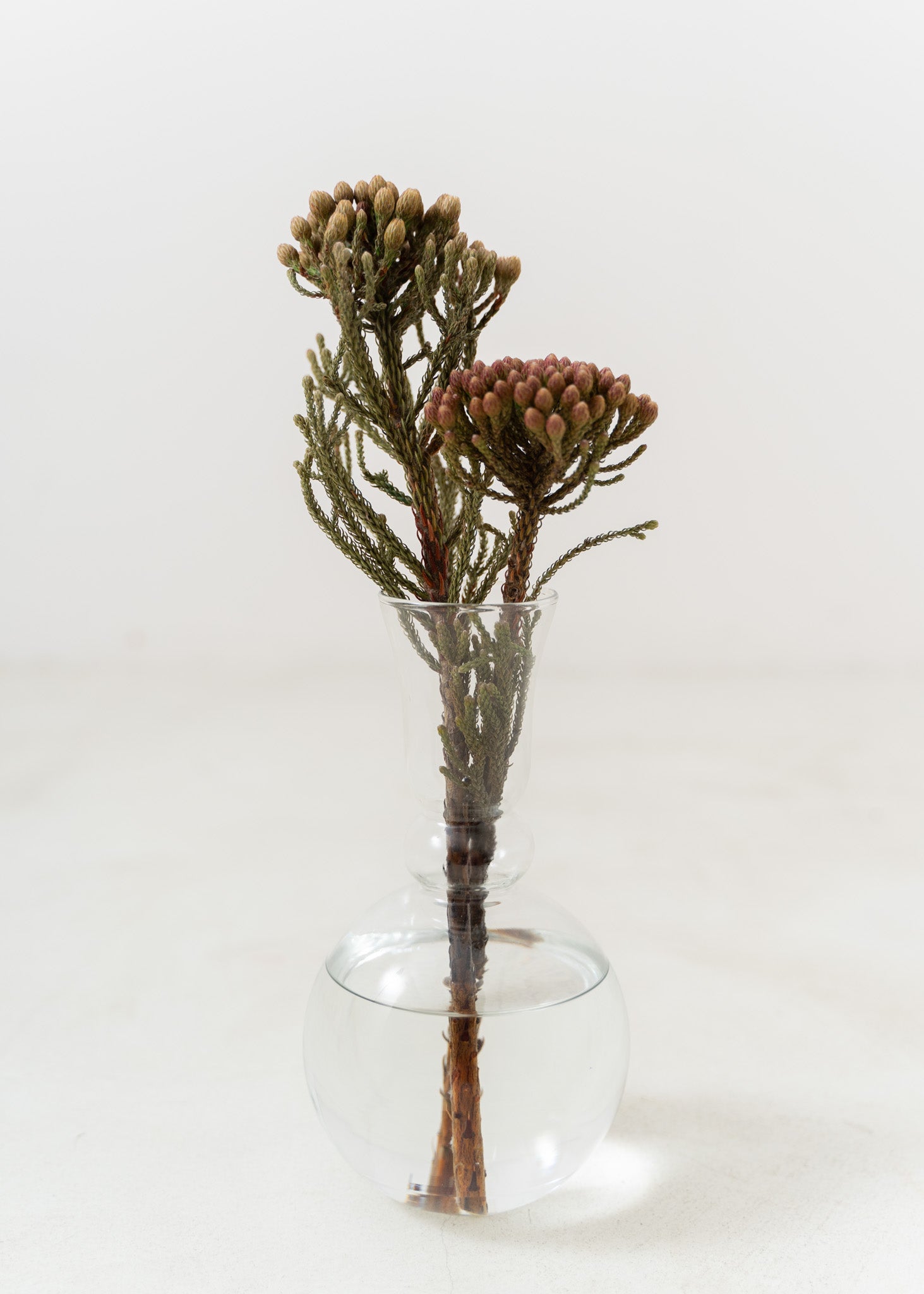 Glass Vase Frasco